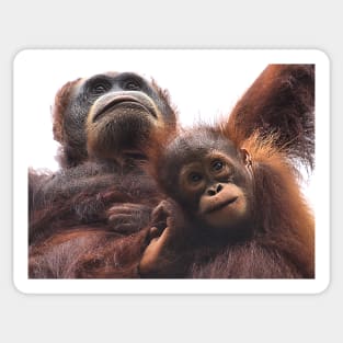 Mother & baby Orangutan, Borneo Sticker